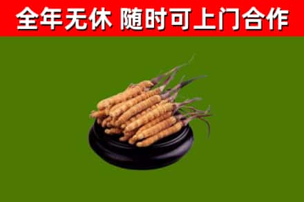 六安市回收散虫草